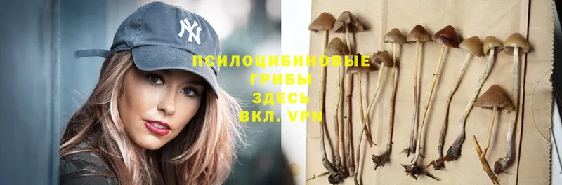 Галлюциногенные грибы Psilocybe  Новоаннинский 